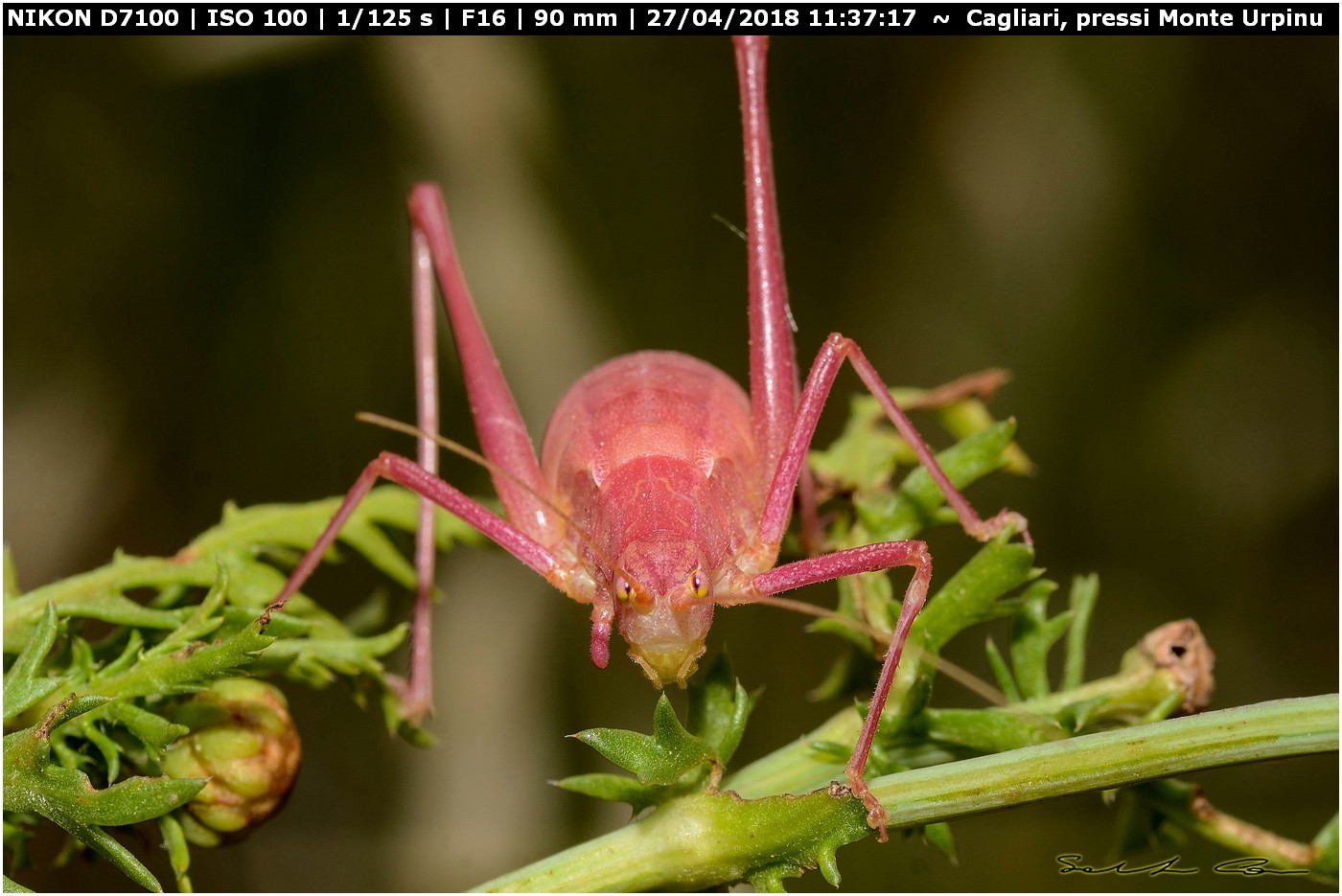 Odontura sp.???